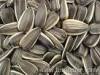 sunflower seed