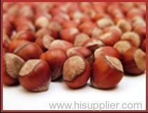 Organic Shelled Hazelnut