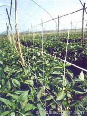 plant support net