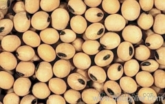 Soybean P.E