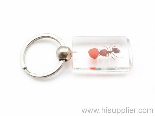 red bean ant amber key chain