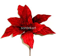 POINSETTIA PICK