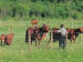 Grassland Fence