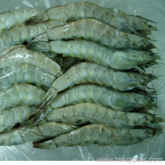 Shrimp