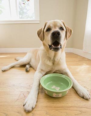 Choose The Best Dog Bowl