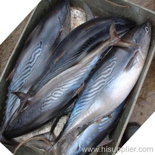 Chinese Bonito fish