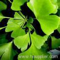 Ginkgo Biloba Extract Powder