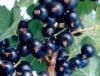 Bilberry Extract