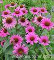 Echinacea Purpurea Extract