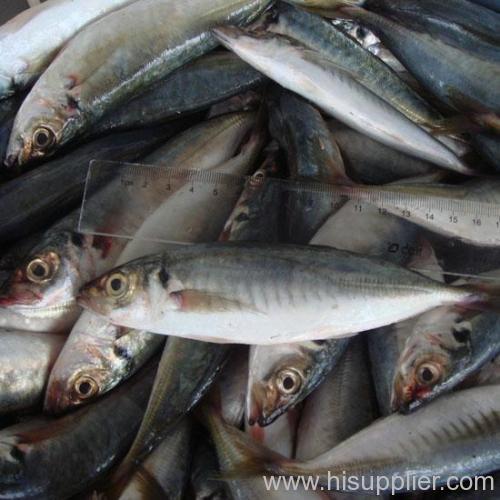 pacific forzen horse mackerel