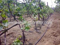 Grape Irrigation