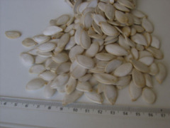 white pumpkin seed