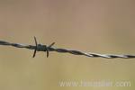 barbed wire
