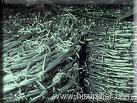 barbed wire