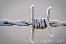 barbed wire
