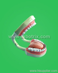 Tooth care model w/ brush, large