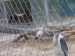 animal enclosure wire mesh