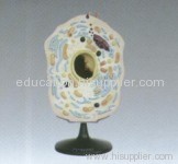 Animal cell model