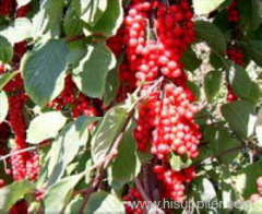 Schisandra Chinensis Extracts