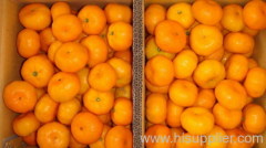 nanfeng orange