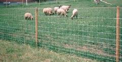 Field fence