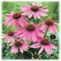 Echinacea Purpurea P.E.