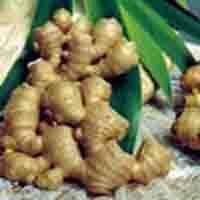 Ginger Root P.E.