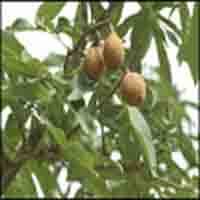 Horse Chestnut P.E.