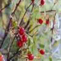 Rose Hip P.E.