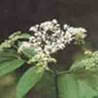 Elderberry Powder