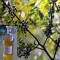 Litsea Cubeba Oil