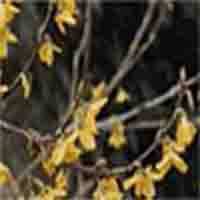 Fructus Forsythiae Oil