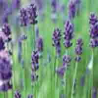 Lavender Oil