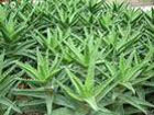 Aloes P.E.