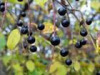 Prunus asiatica extract
