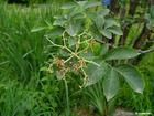 elderberry extract