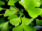 Ginkgo Leaf extract