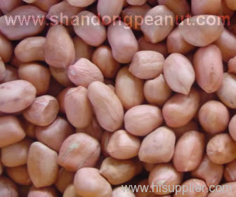 groundnut