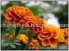 Marigold Extract