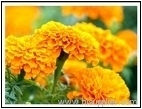 Marigold Extract