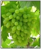 Grape seed Extract