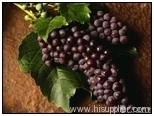 Grape seed Extract