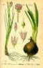 Onion Extract