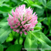 Red Clover Extract