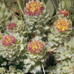 Rhodiola Rosea