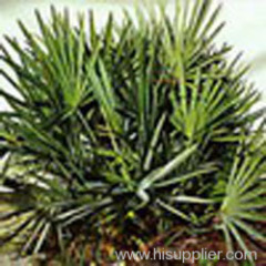 Saw Palmetto