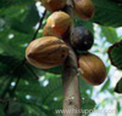 Theobroma Cocao