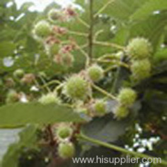 Horse Chestnut