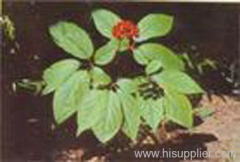 American Ginseng