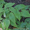 Epimedium Leaf